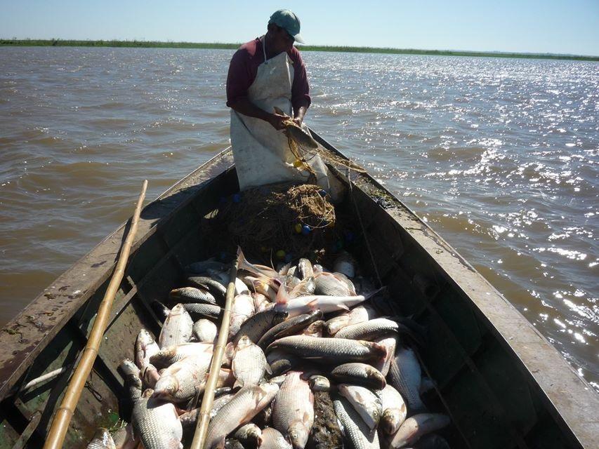 La provincia Santa Fe renueva la veda vigente para la pesca comercial –  Diario El Ciudadano y la Región