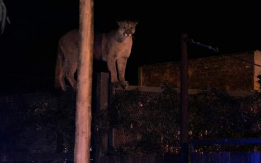 Puma, estás? buscan a felino tierra y por aire en zona rural de Jerónimo Sud – Diario El Ciudadano y la Región