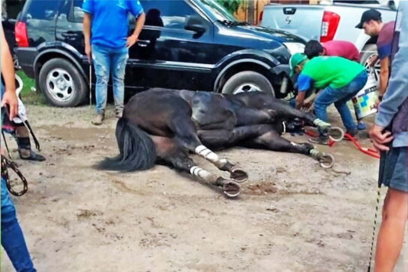 Investigan doping por la muerte de dos caballos tras una cuadrera en el  hipódromo de San Francisco – Diario El Ciudadano y la Región