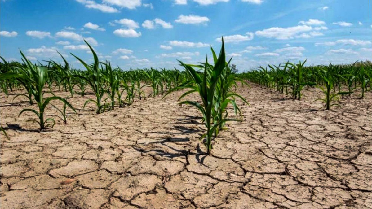 hectáreas millones siete sequía cultivos