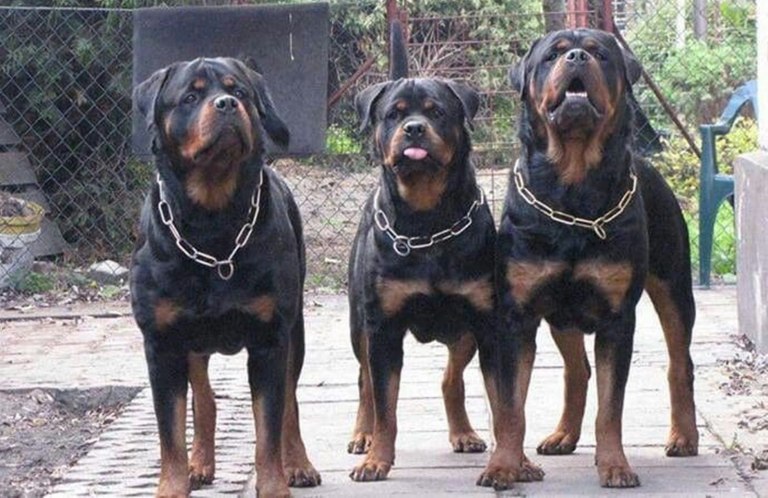 perros