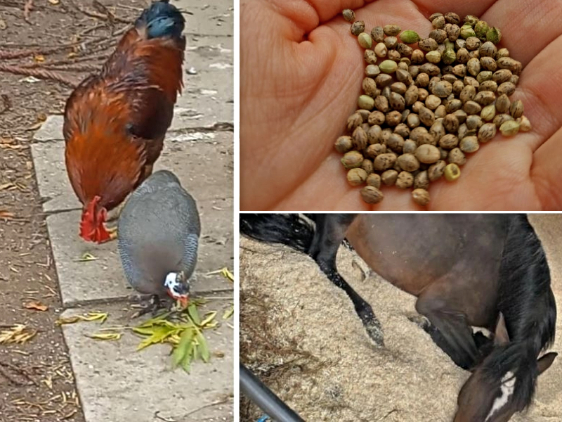 marihuana cañamo ley cannabismedicinal animales campo produccion