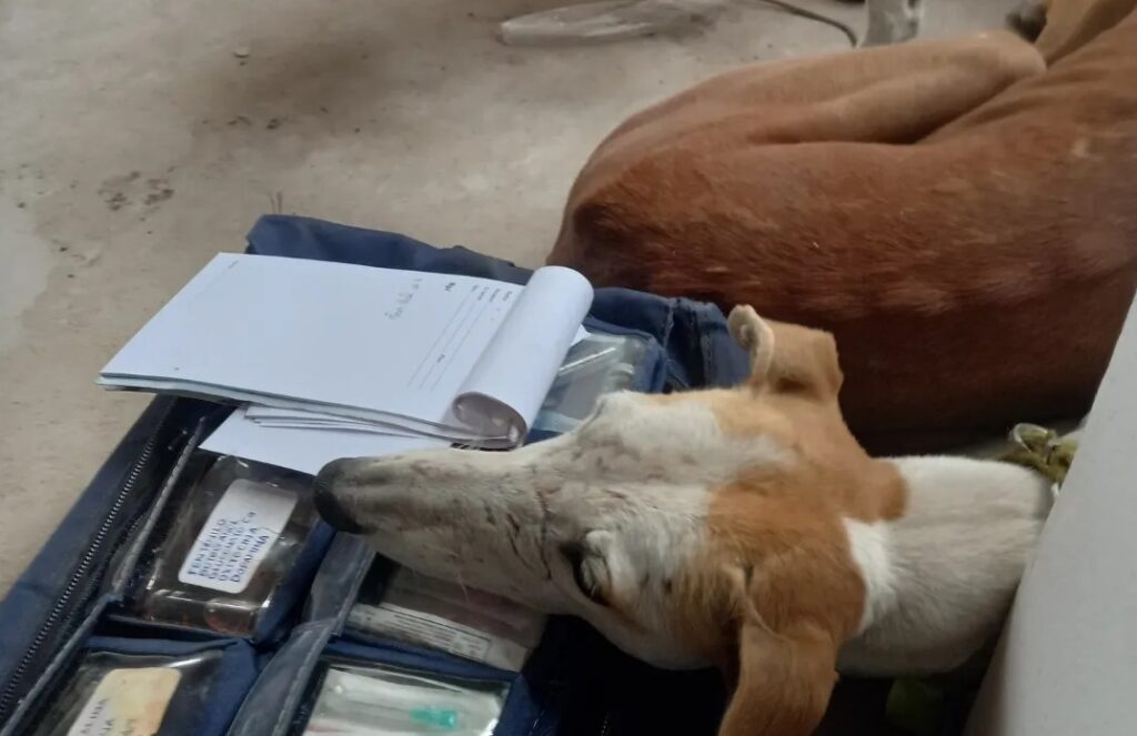 galgos