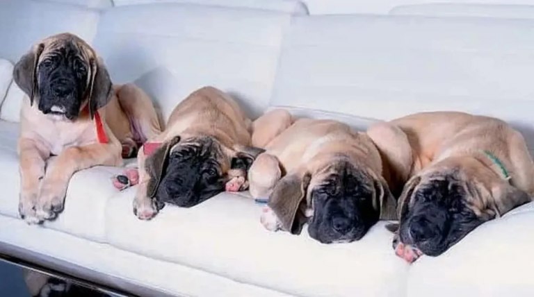 Cómo se llaman los perros de Milei y por quiénes – Diario El Ciudadano y la  Región