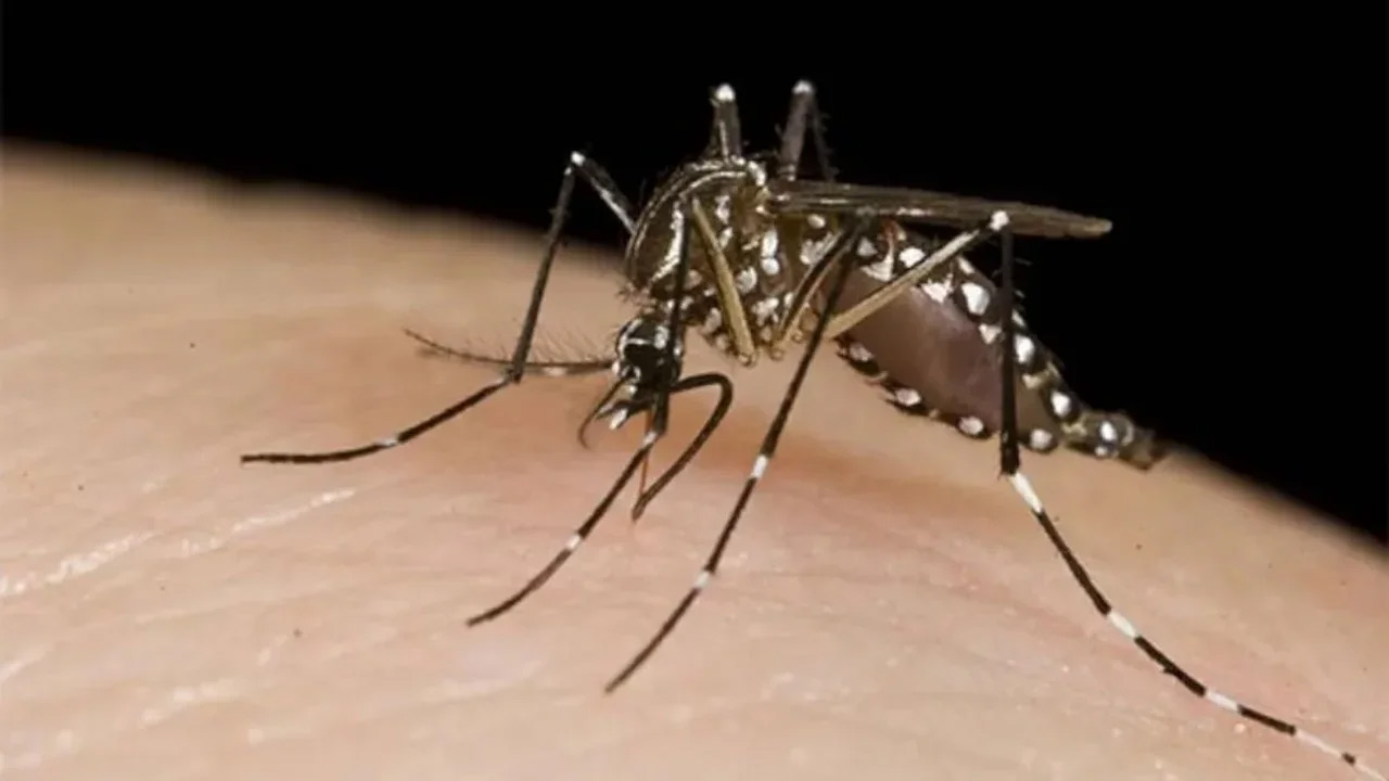 DENGUE