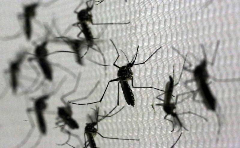 mosquitos